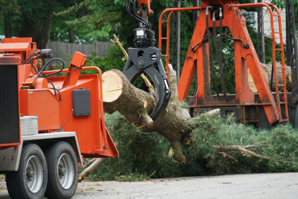 Reliable Gaston, SC Tree Services Solutions